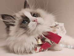 -喵zoo家庭繁育猫舍(尖东智能花园店)