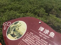 -北海金海湾红树林生态旅游区