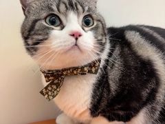 -爱妮康宠物医院·干细胞免疫细胞·肿瘤·心脏(张江店)