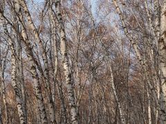 -塞罕坝国家级自然保护区