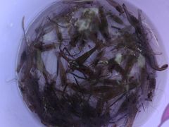 -肖记牛肉鱼杂馆·省级非遗(柏林春天直营店)