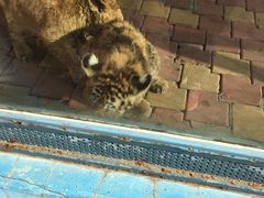 -大连森林动物园