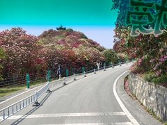 -贵州百里杜鹃风景名胜区