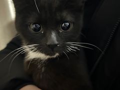 -欣宠猫屋·矮脚拿破仑·蓝金金渐层