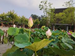 -莲花池公园