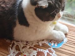 -海边的猫和咖啡馆
