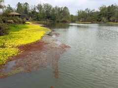 -桤木河湿地公园