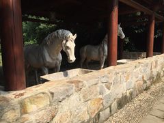 -白马涧龙池景区