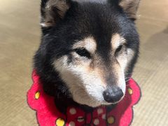 -逗柴咖啡屋·狗咖猫咖宠物桌游