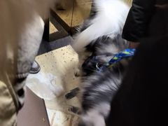 -泛太平洋大酒店·海天楼中餐厅·粤菜