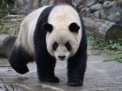 -中国大熊猫保护研究中心雅安碧峰峡基地