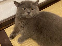 -逗柴咖啡屋·狗咖猫咖宠物桌游
