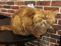 -猫友咖啡店(玉林西路店)
