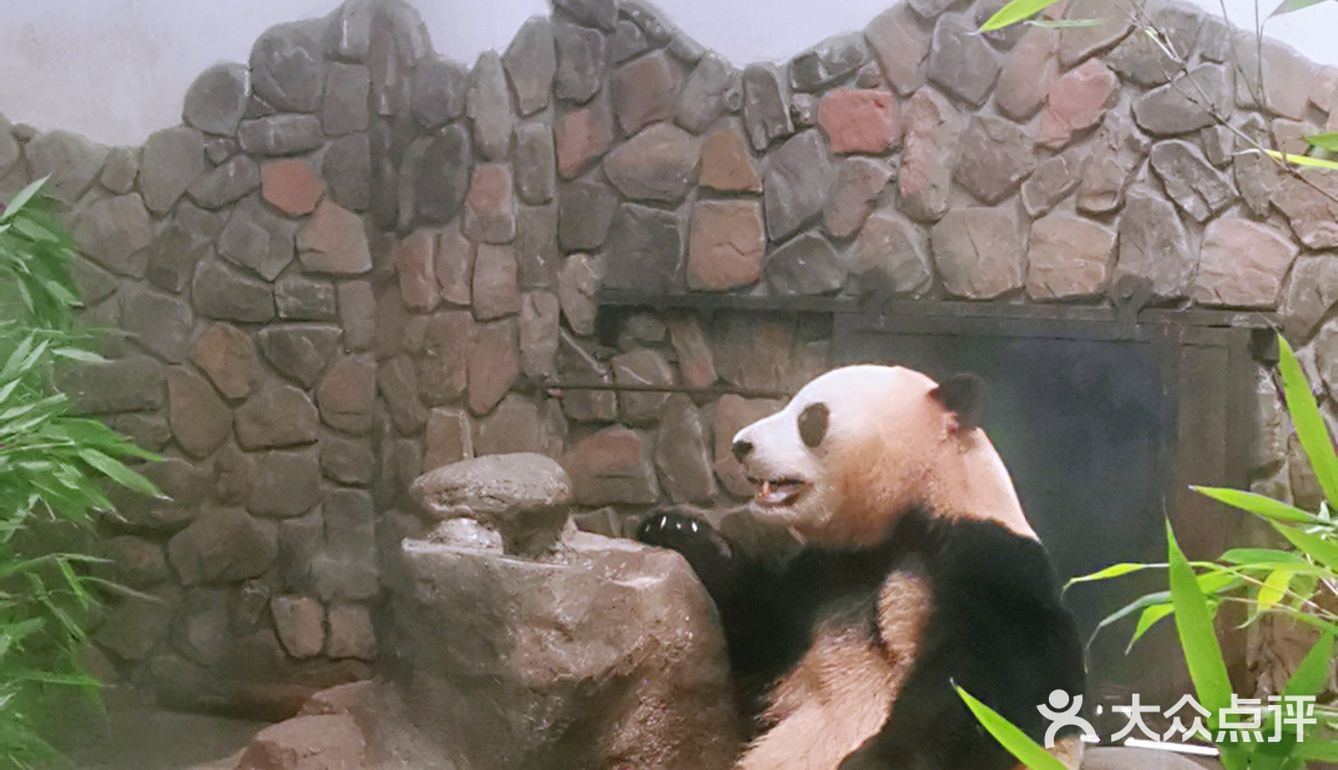 闯入熊猫🐼睡眠王国？[害羞]