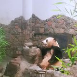 闯入熊猫🐼睡眠王国？[害羞]
