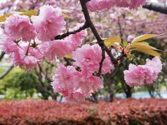-高东镇樱花园
