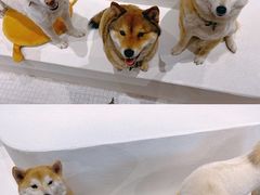 -柴务处·柴犬主题狗咖