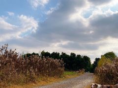 -广富林郊野公园