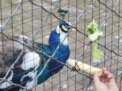 -长白岛森林公园