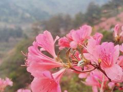 -木兰云雾山