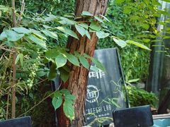 -IN COFFEE LAB 隐咖啡