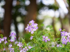 -上海佘山国家森林公园天马山园