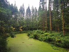 -东平国家森林公园