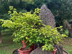 -杭州植物园