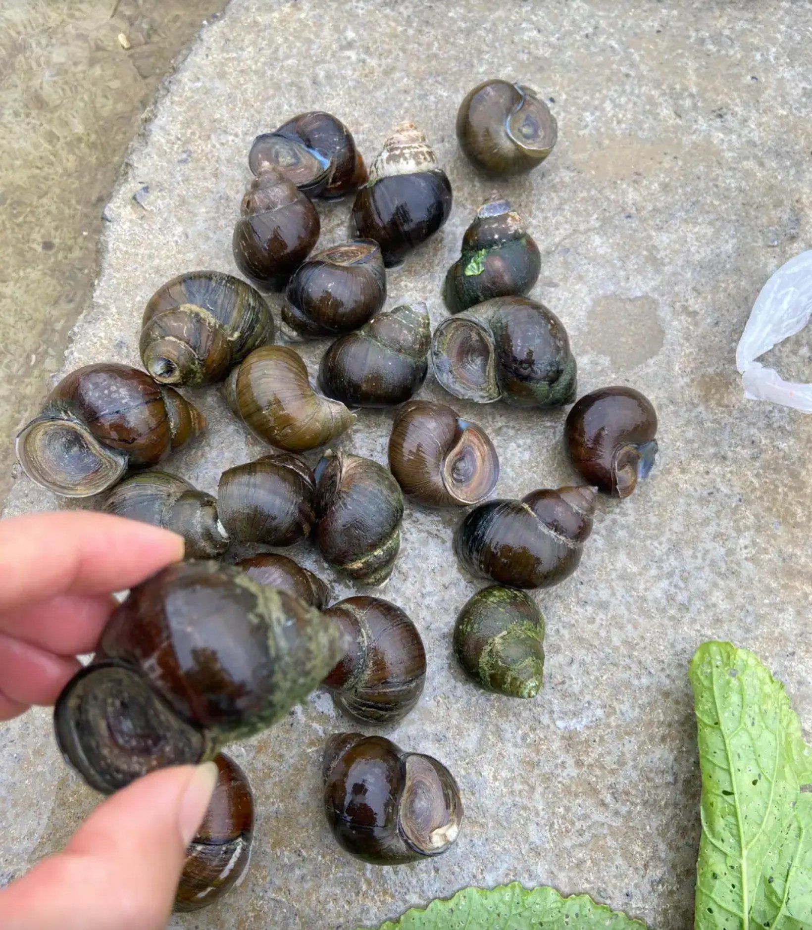 谁懂啊,这石螺么?好大只,看起来不像是福寿螺