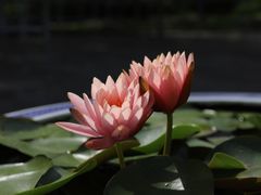 -上海滨江森林公园