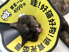 -瑞鹏宠物医院·骨外科·心肾科·肿瘤科(九亭店)