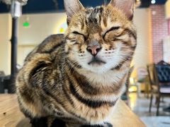 -猫小院猫主题餐厅(南锣旗舰店)