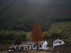 -小芝红树林