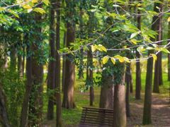 -上海共青森林公园