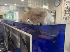 -伟伟宠物医院·CT影像中心·瑞派犬猫综合性门诊(汉口总院)