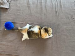 -Bastet sally猫舍购宠(静安店)