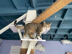 -喵屿·大理花园猫咖