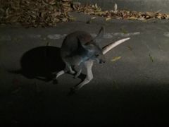 -清迈夜间动物园