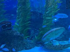 -芜湖新华联大白鲸海洋公园