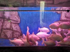 -泉州海丝野生动物世界