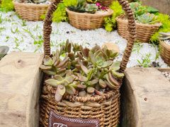 -深圳仙湖植物园