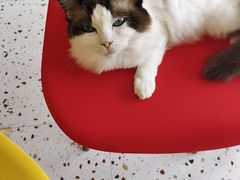 -柚子猫舍·精品猫舍购猫·猫咪认养·购宠·宠物店