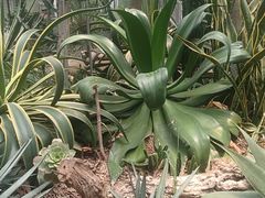 -郑州植物园