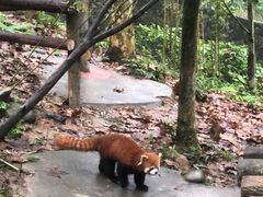 -都江堰中华大熊猫苑