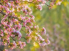 -海棠花溪(元大都城垣遗址公园)