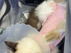 -达爱动物医院·犬猫分区·CT·复杂眼科(远洋山水分院)