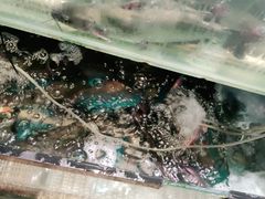 -老板恋上鱼(印象城店)