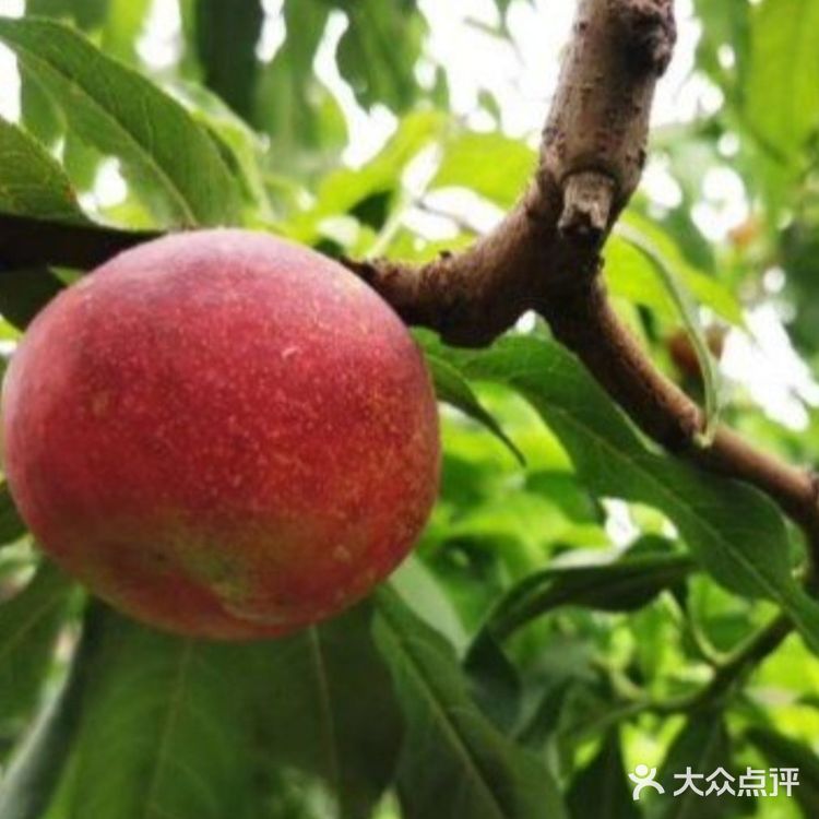 纯天然绿色~夏日带娃一起摘水果啦!