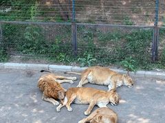 -大连森林动物园