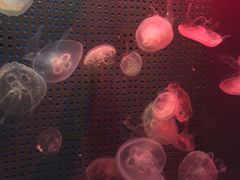-洛阳龙门海洋馆